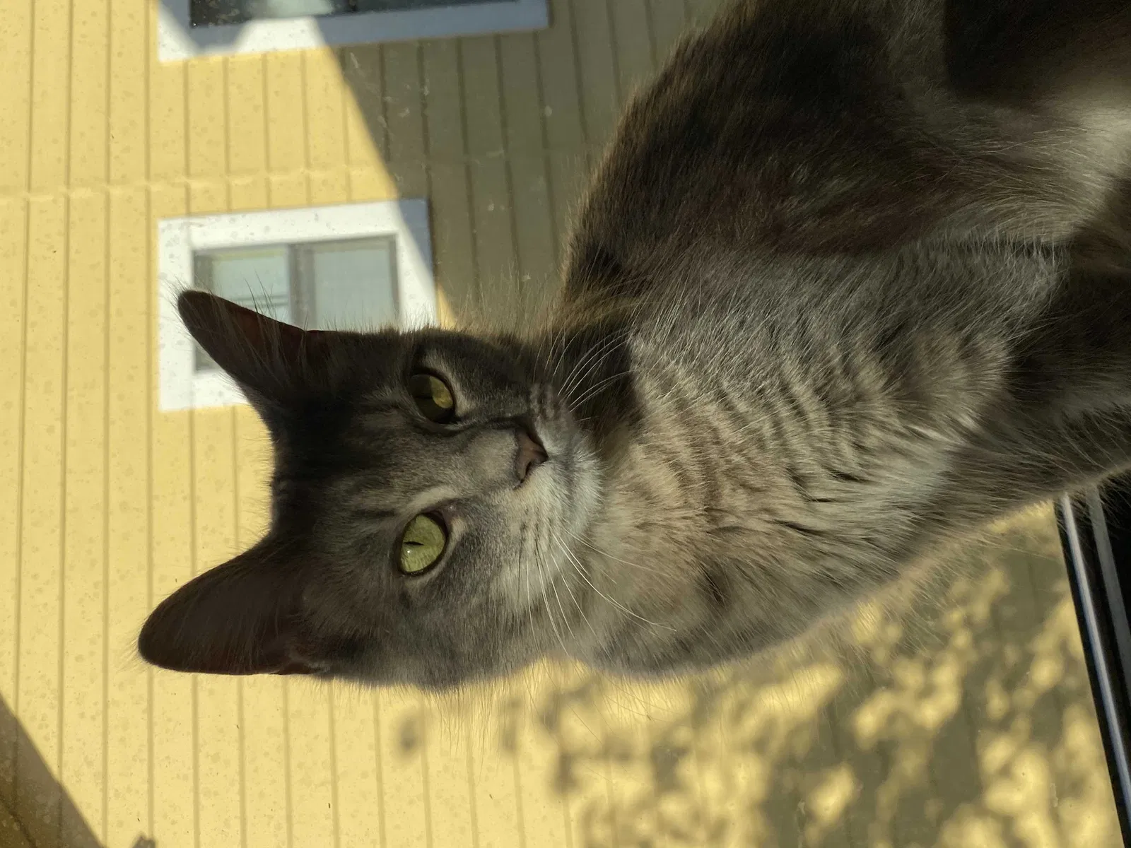 Lost cat in San Antonio, TX, 78249