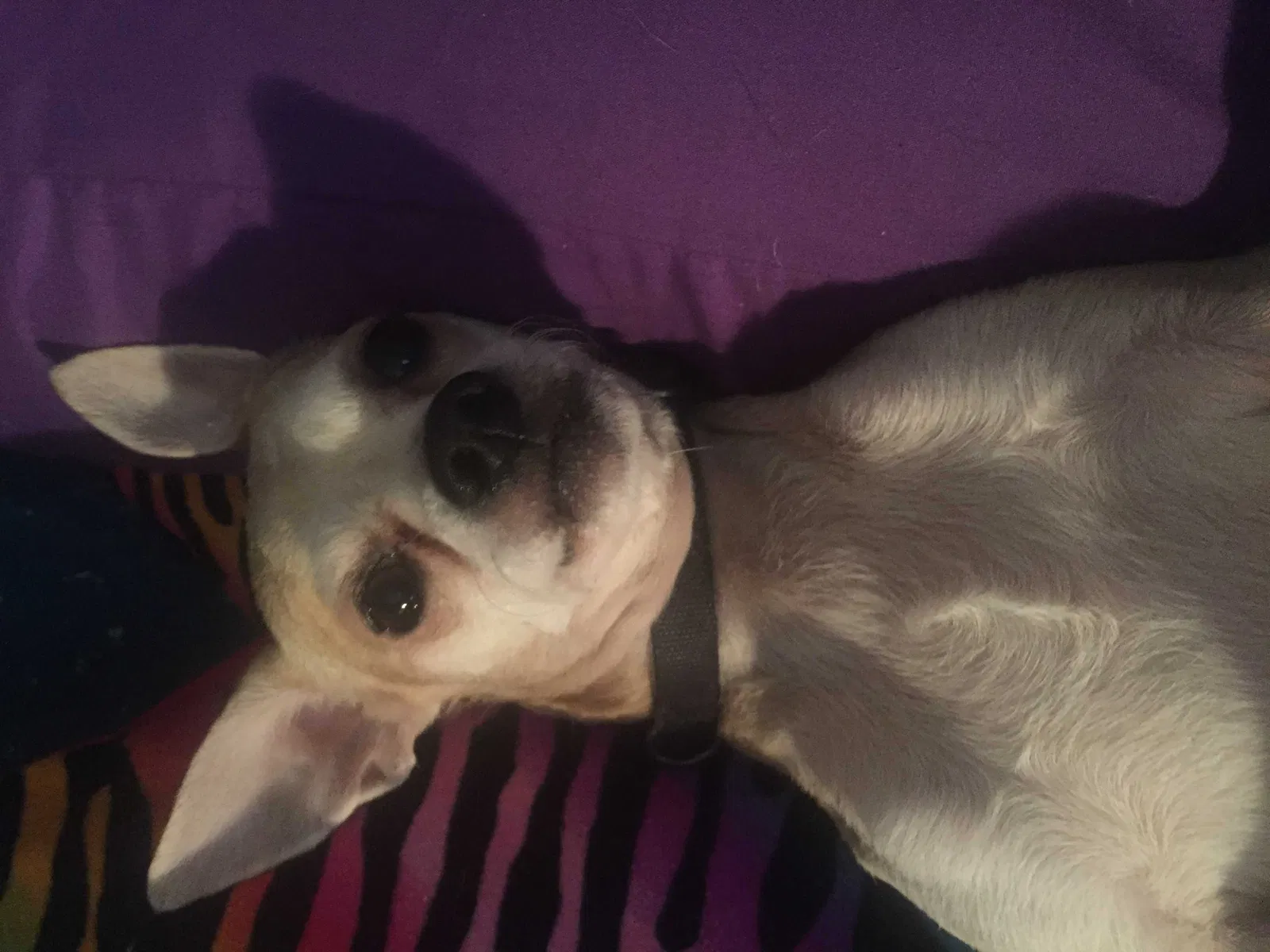 Lost dog in Gautier, MS, 39553