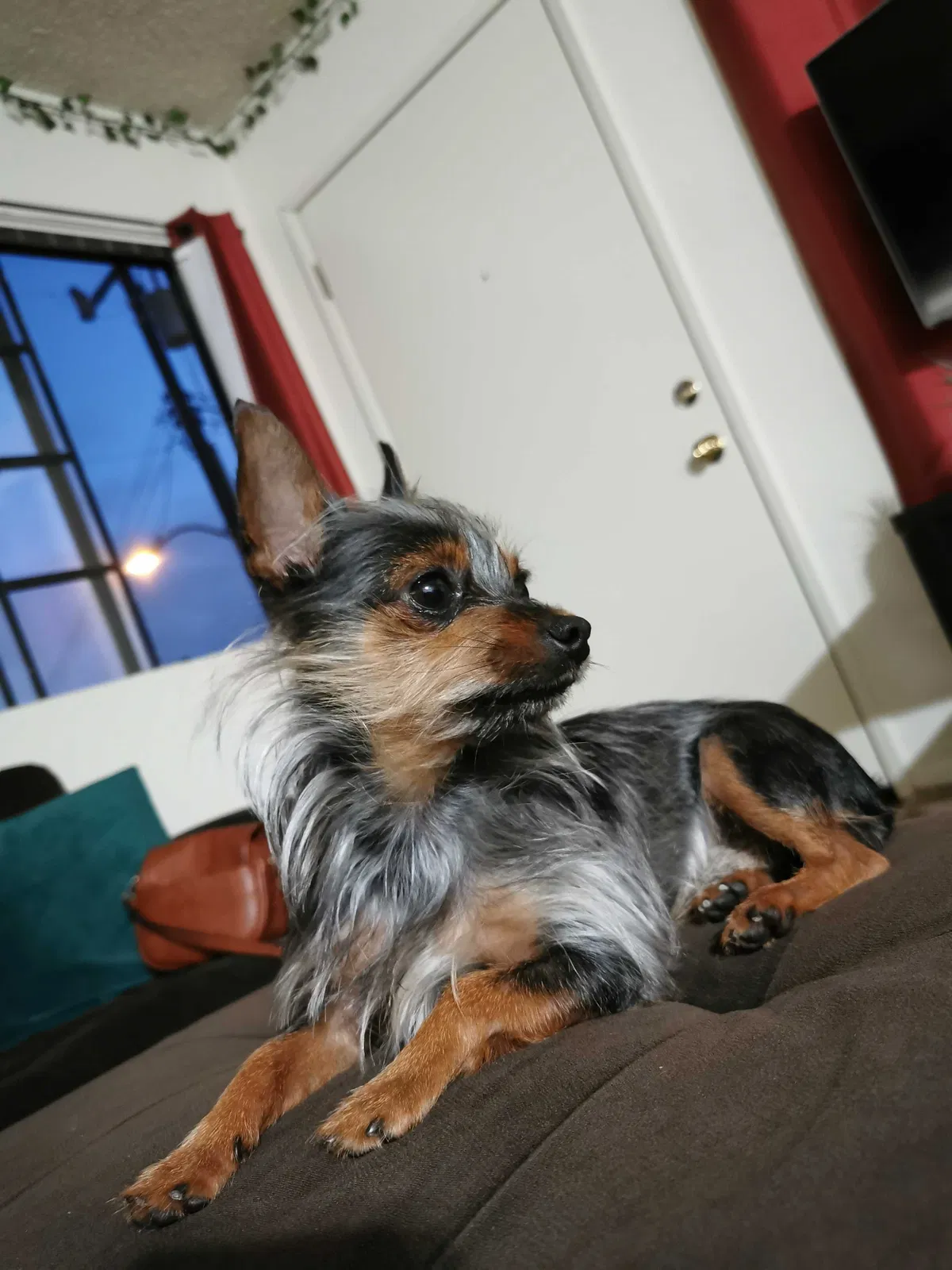 Lost dog in Los Angeles, CA, 90044