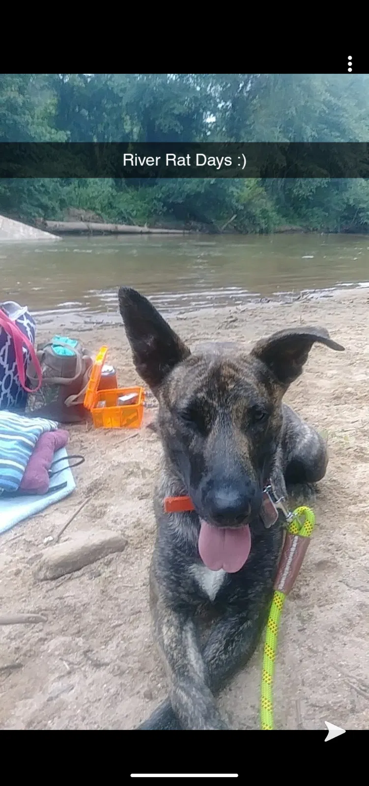 Lost dog in Gray Court, SC, 29645