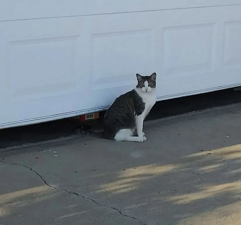 Lost cat in Escondido, CA, 92027