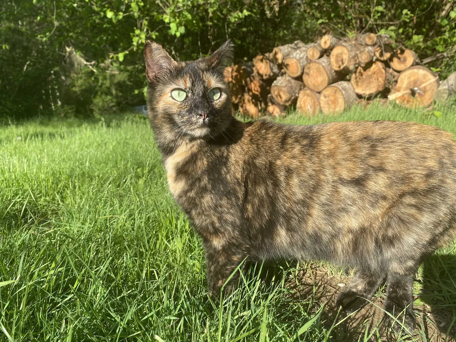 Lost cat in Gold Bar, WA, 98251