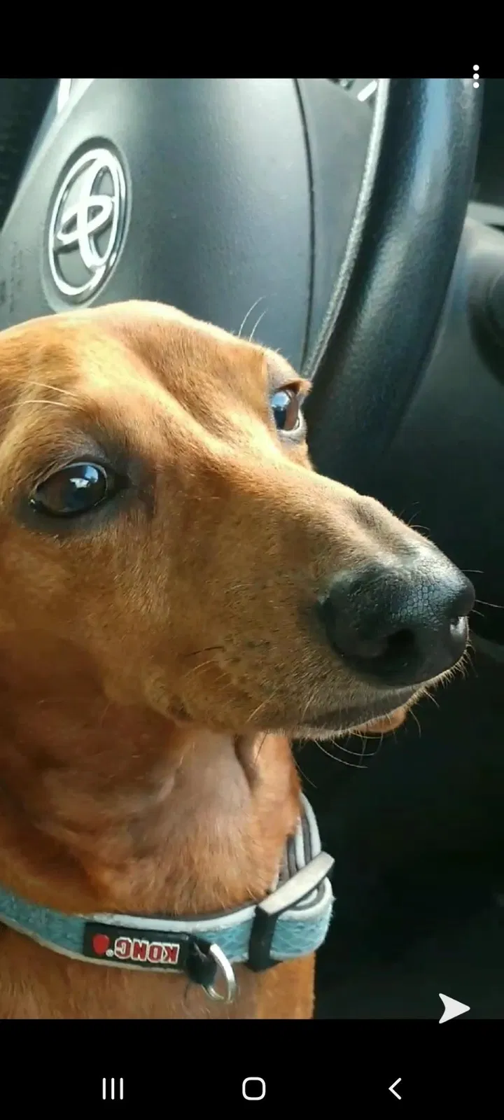 Lost dog in Welsh, LA, 70591
