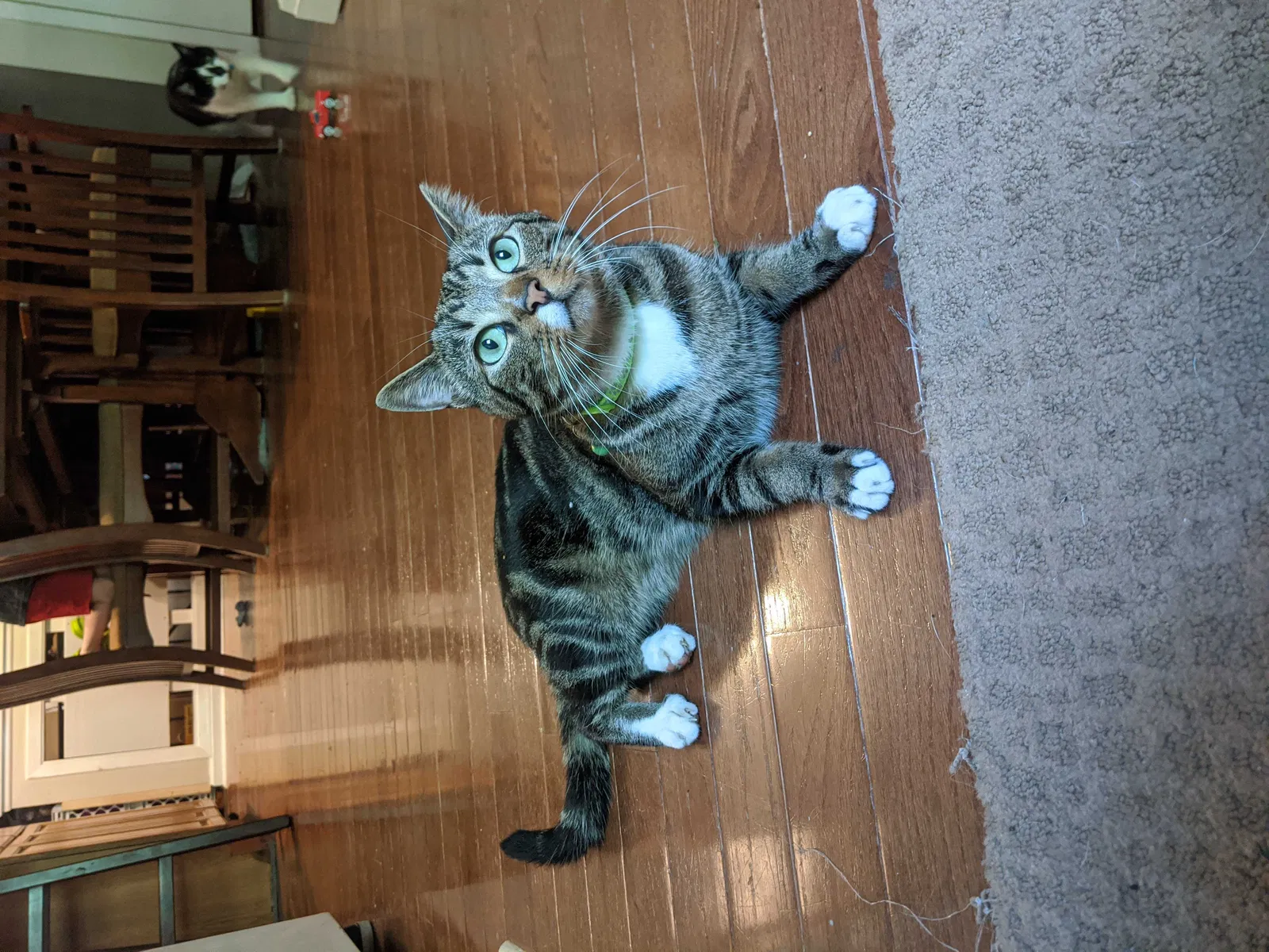 Lost cat in Columbia, NJ, 7832