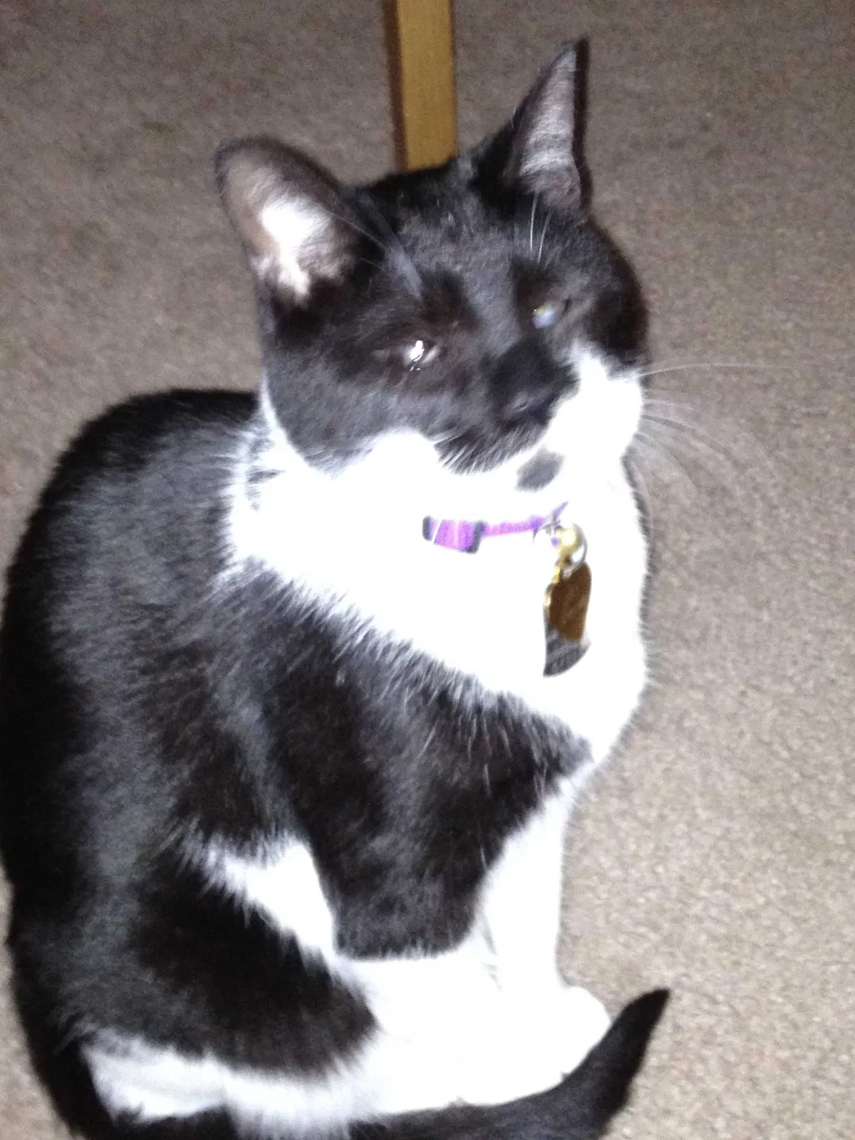 Lost cat in Wilmington, DE, 19809
