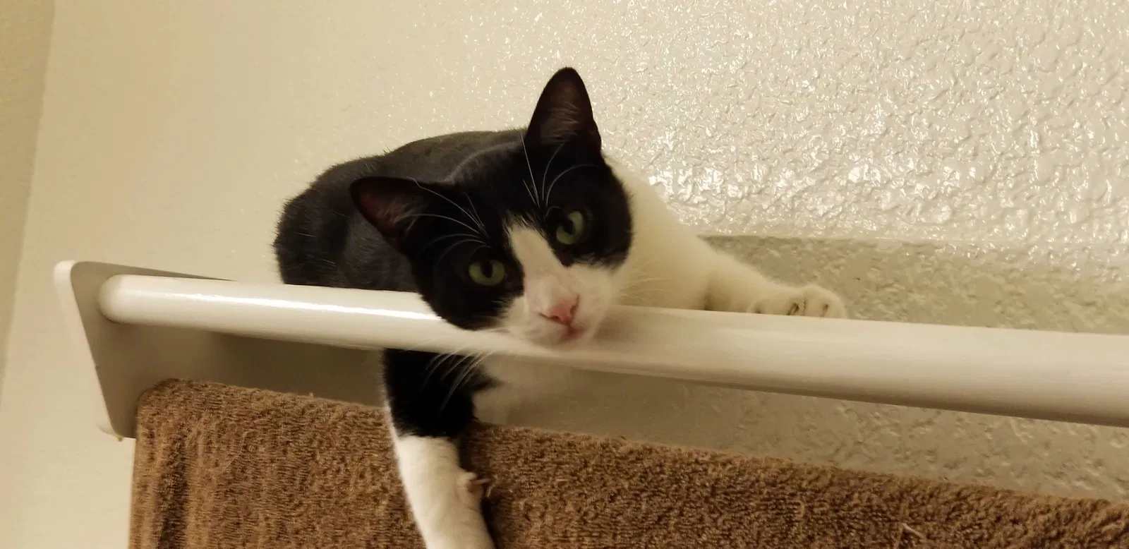 Lost cat in Bellflower, CA, 90706