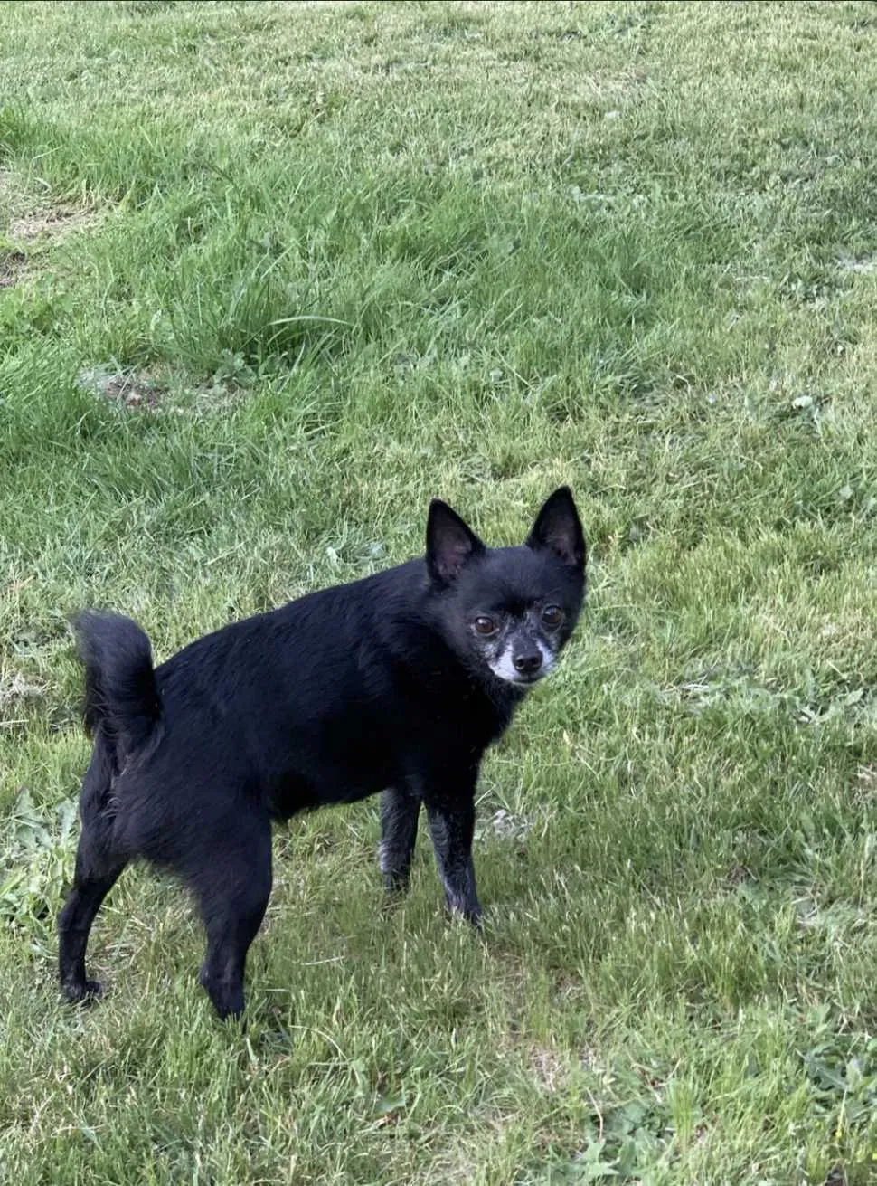 Lost dog in South Colby, WA, 98384