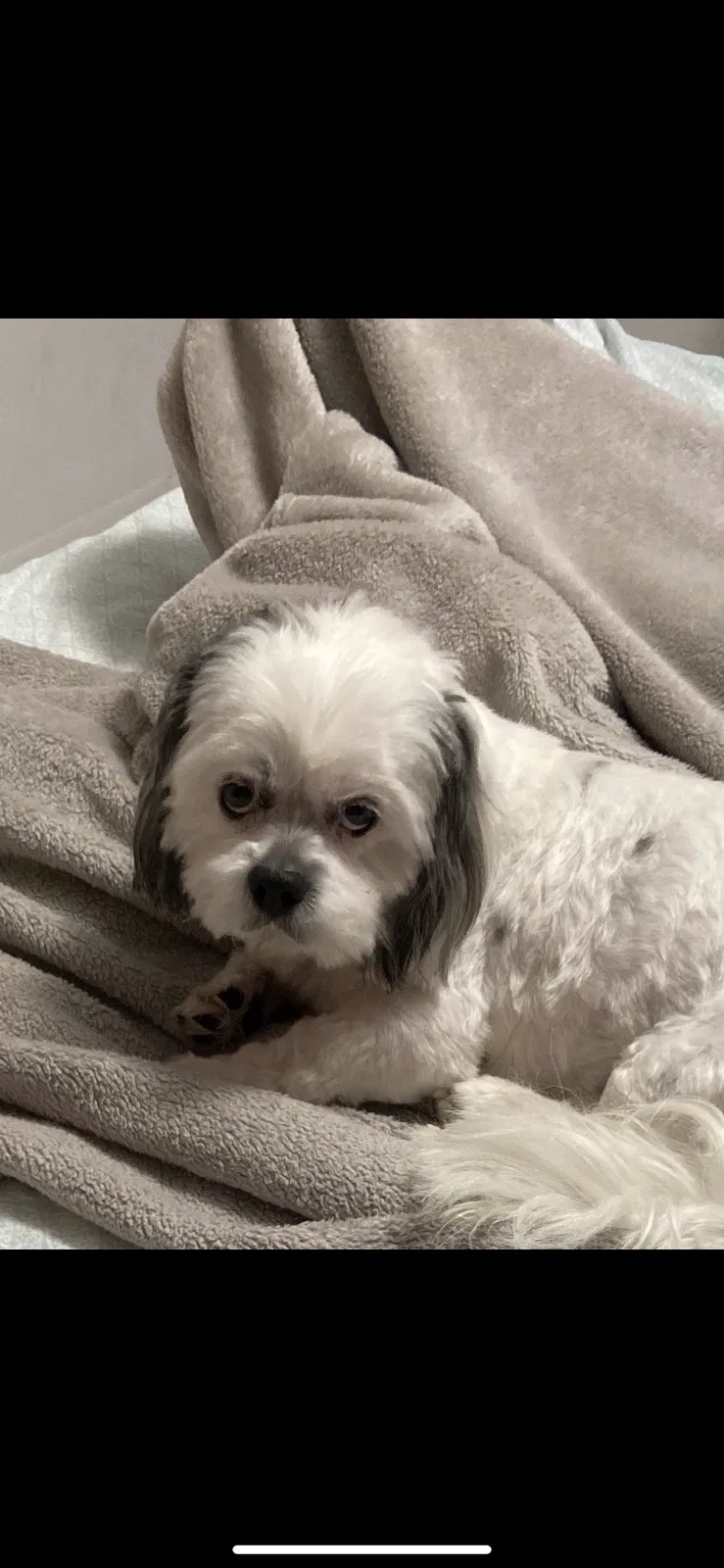 Lost dog in Tampa, FL, 33634