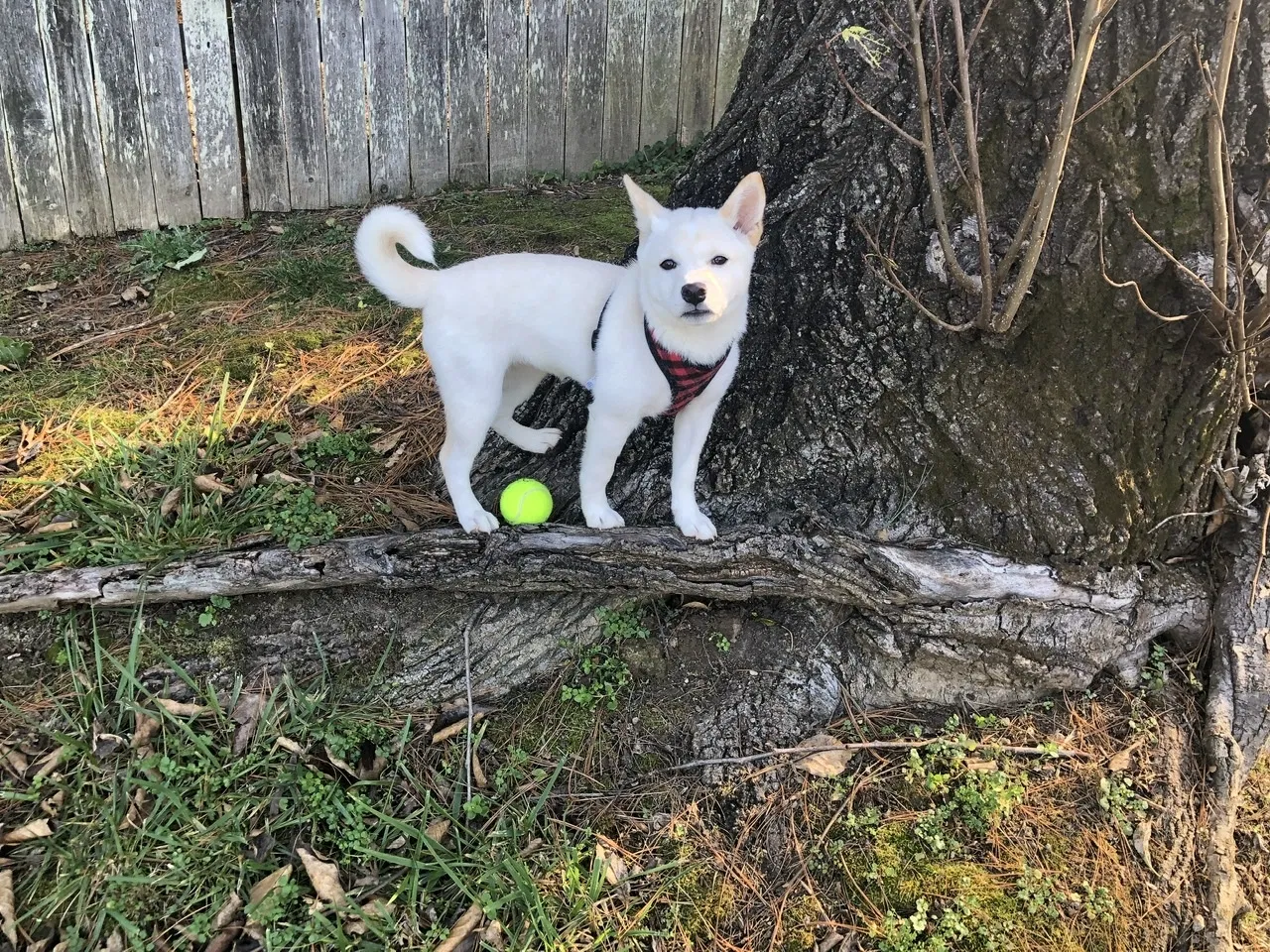 Lost dog in Reston, VA, 20190