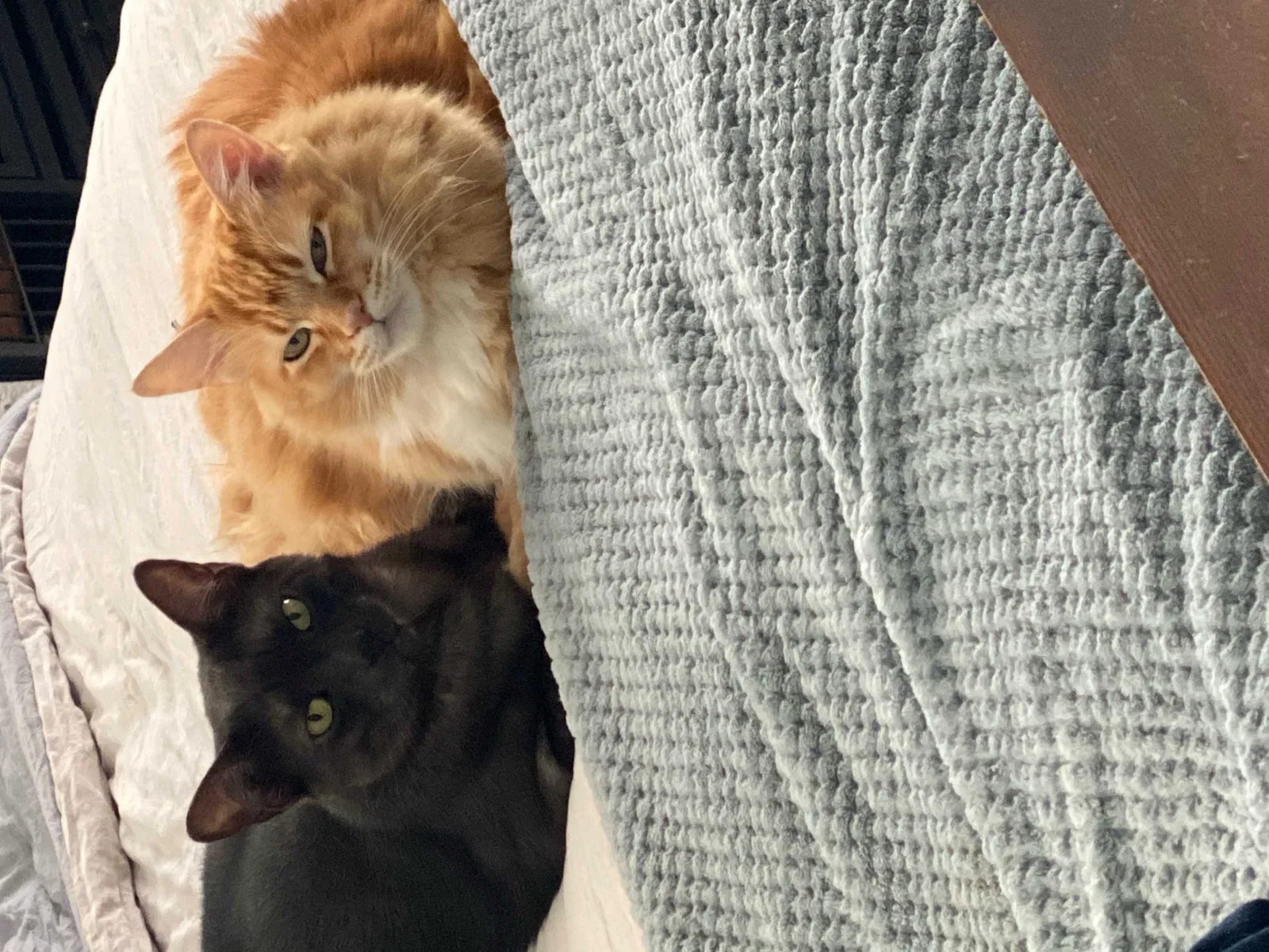 Lost cat in Brandon, FL, 33511