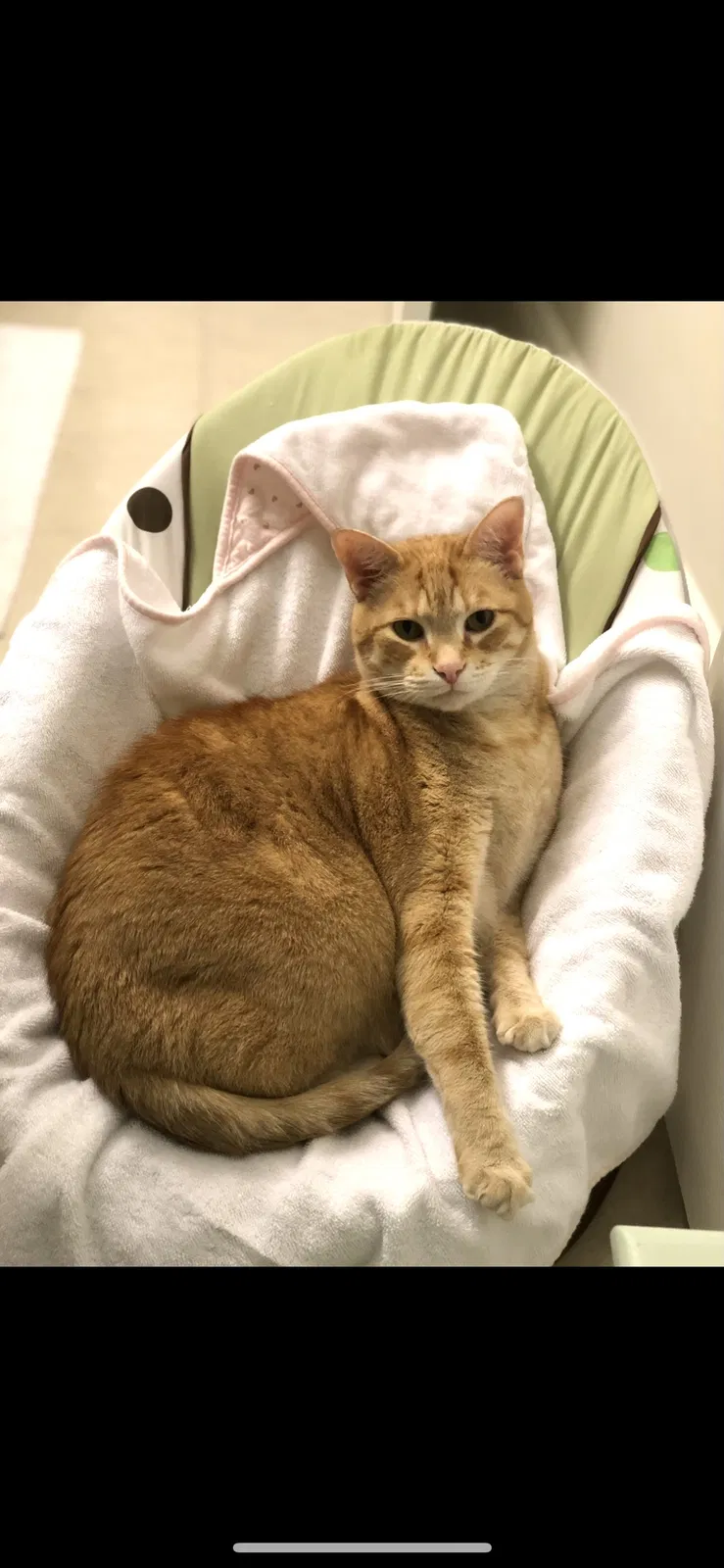 Lost cat in Tampa, FL, 33647