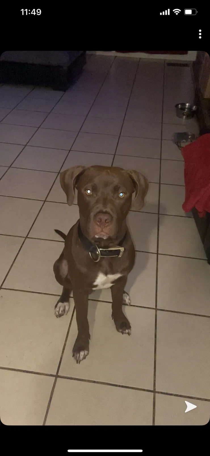 Lost dog in Tulsa, OK, 74129