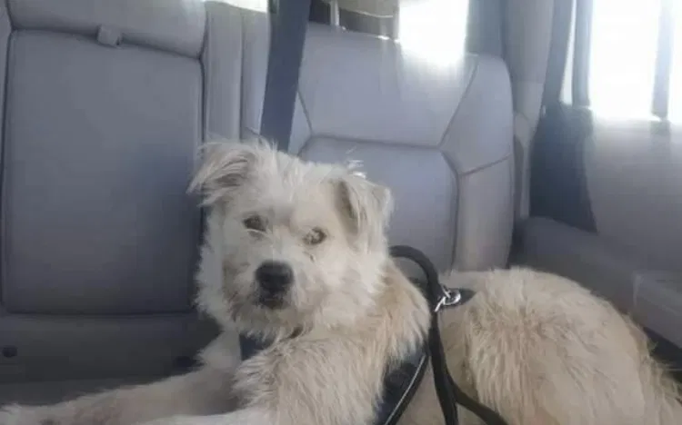 Lost dog in Bakersfield, CA, 93313
