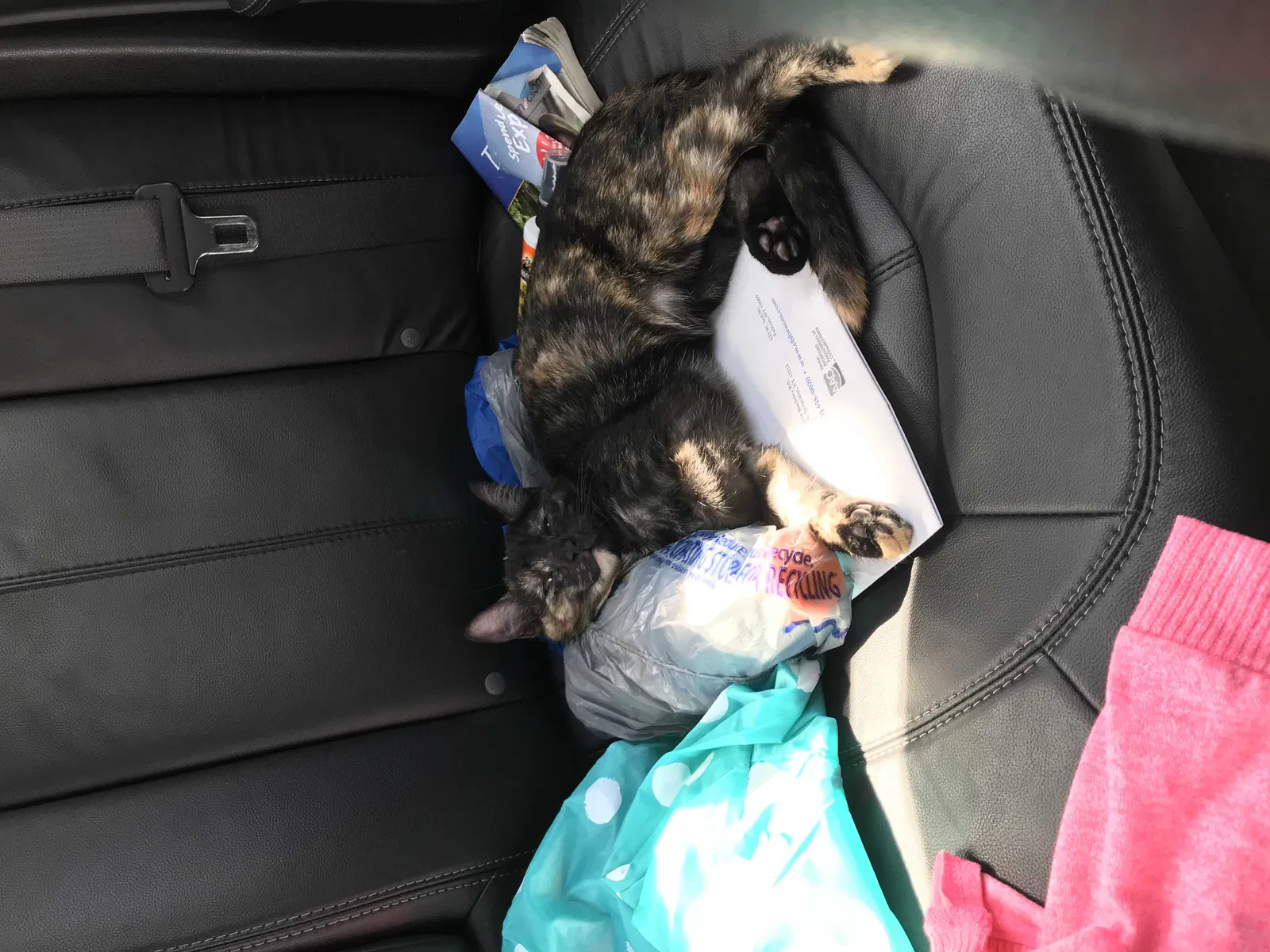 Lost cat in Syracuse, NY, 13211