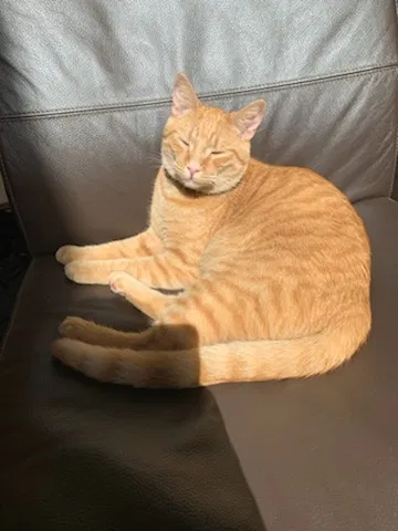 Lost cat in Chicago, IL, 60637