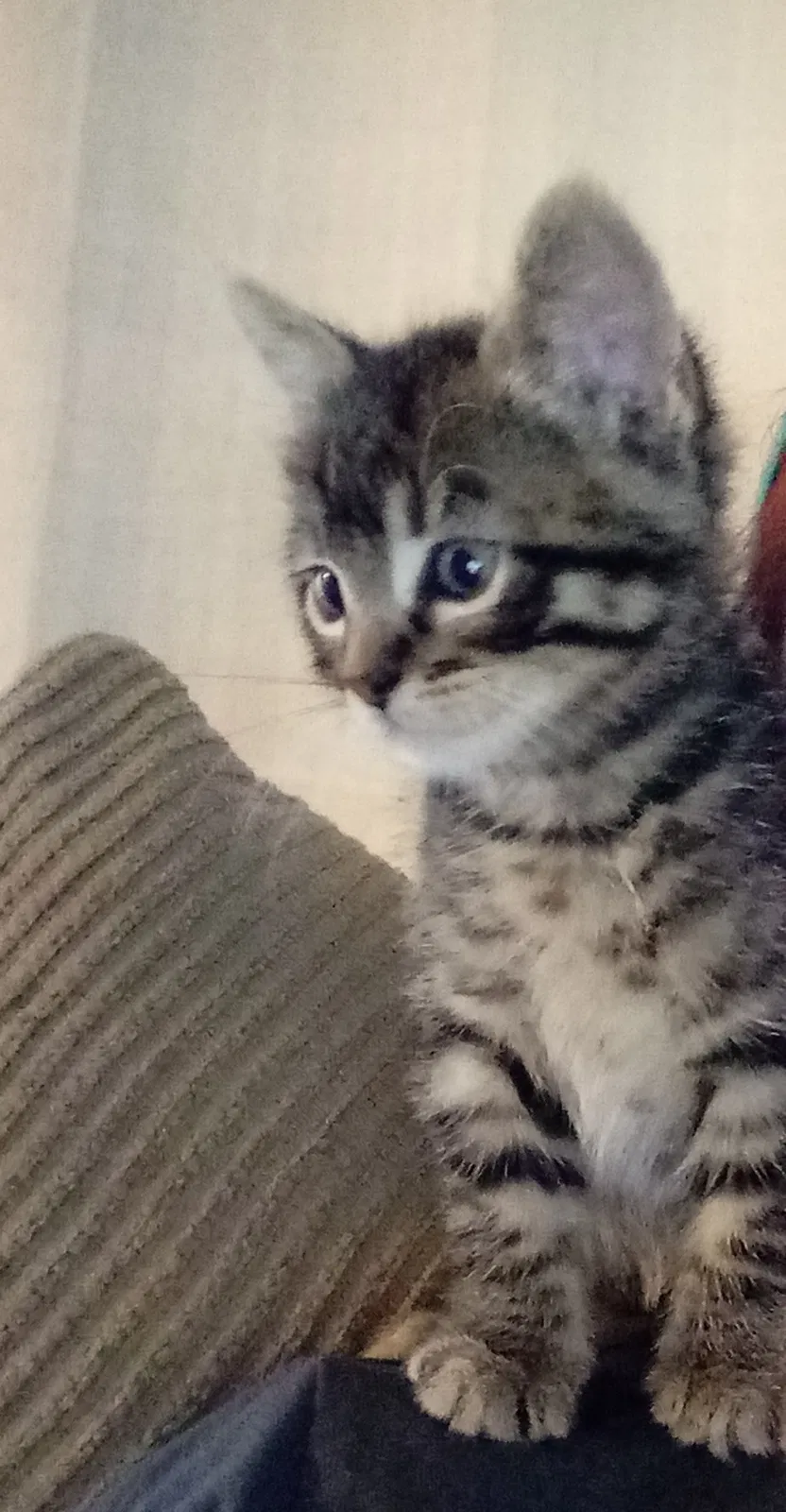 Lost cat in O Fallon, MO, 63366