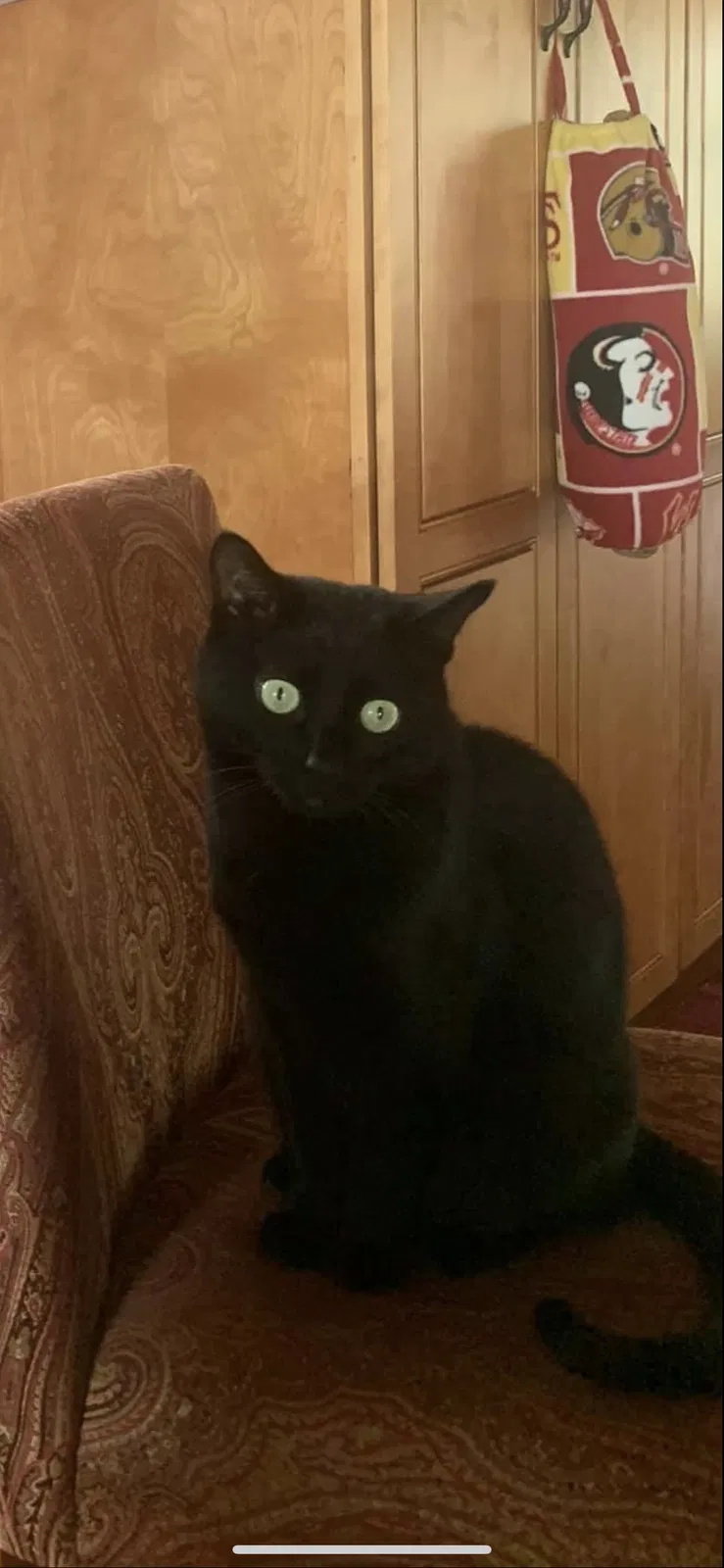 Lost cat in Tampa, FL, 33618