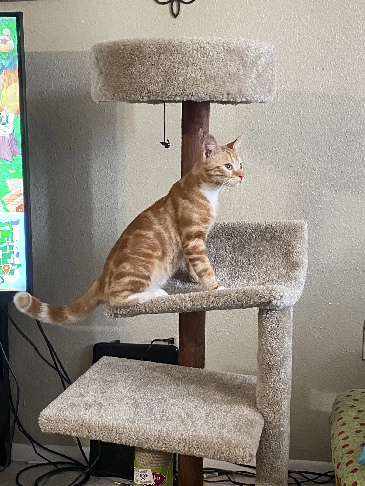 Lost cat in Port Richey, FL, 34668
