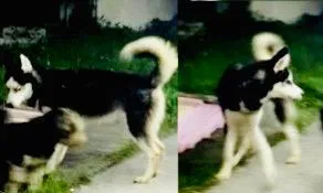 Lost dog in Hialeah, FL, 33012