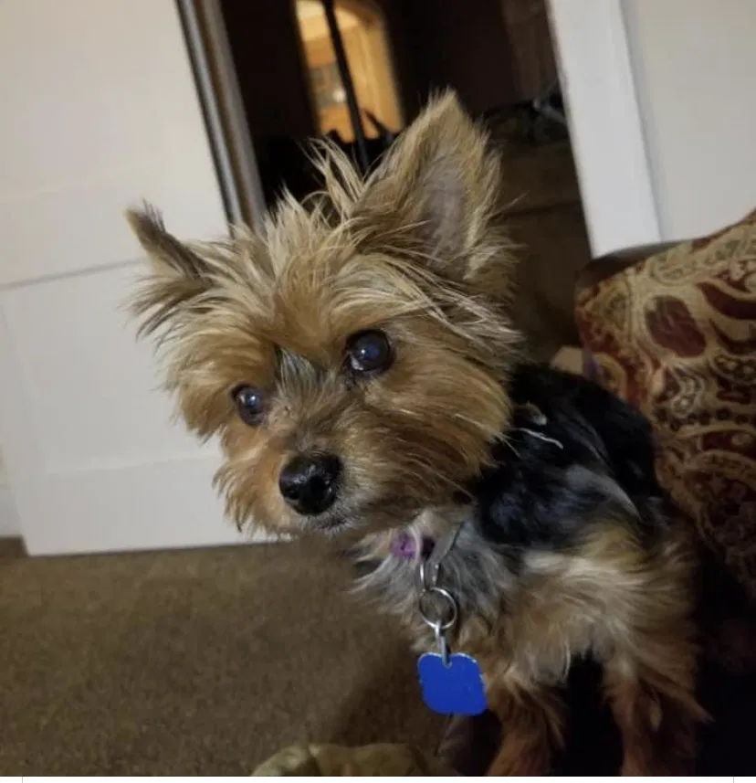 Lost dog in Windsor, CT, 6095