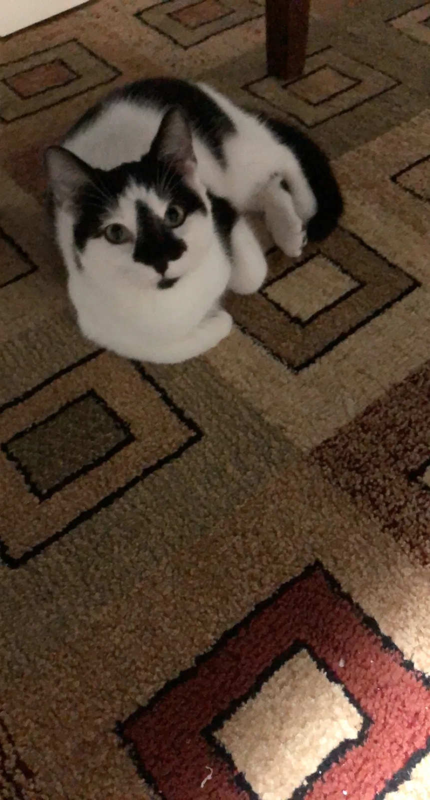 Lost cat in Chicago, IL, 60630