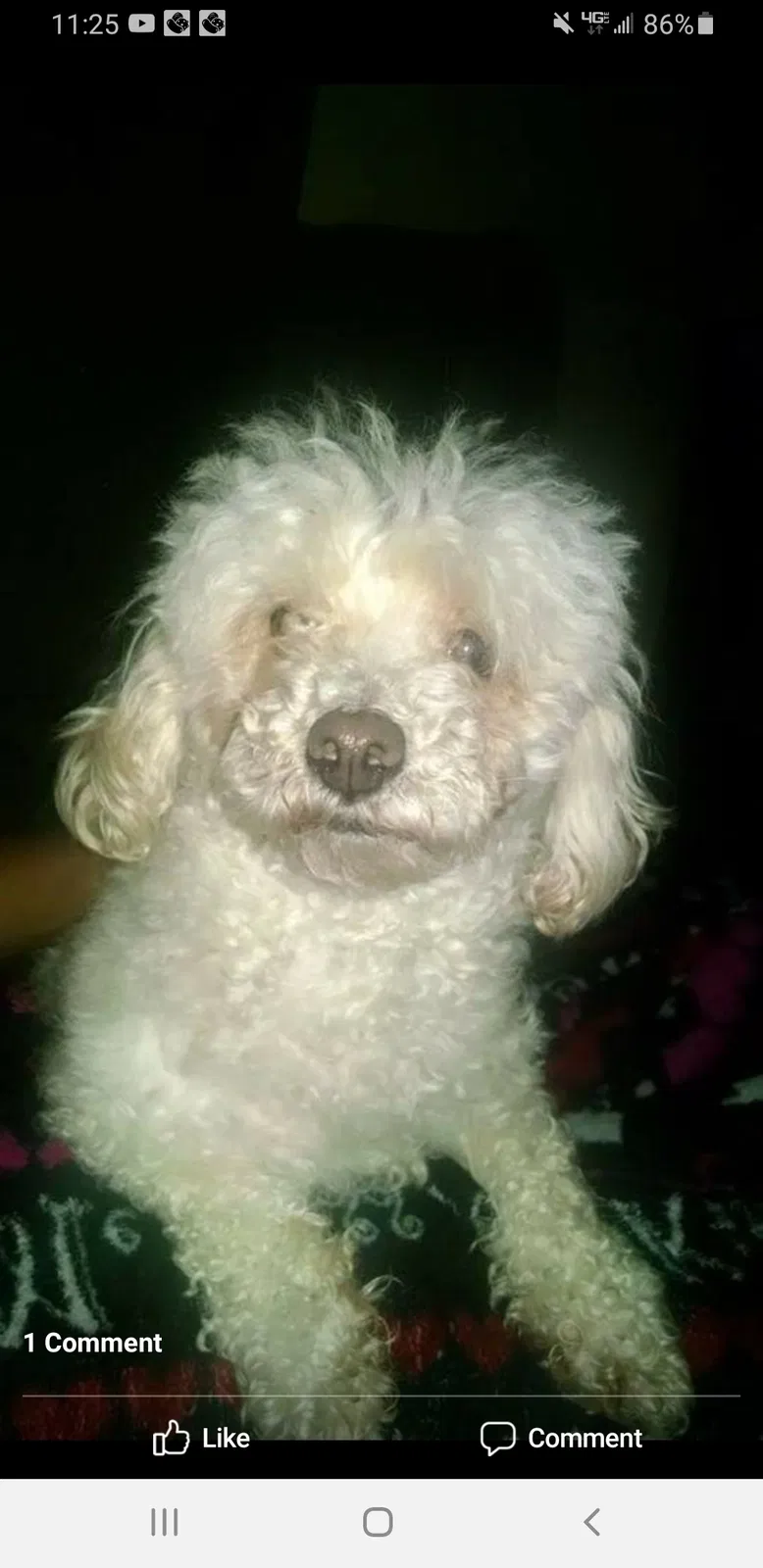 Lost dog in Chattanooga, TN, 37406