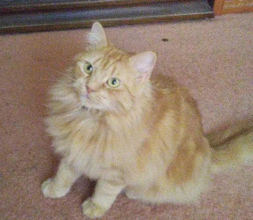 Lost cat in Poquoson, VA, 23662