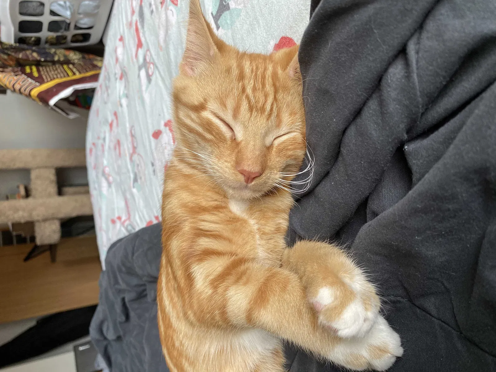Lost cat in Allendale, MI, 49401