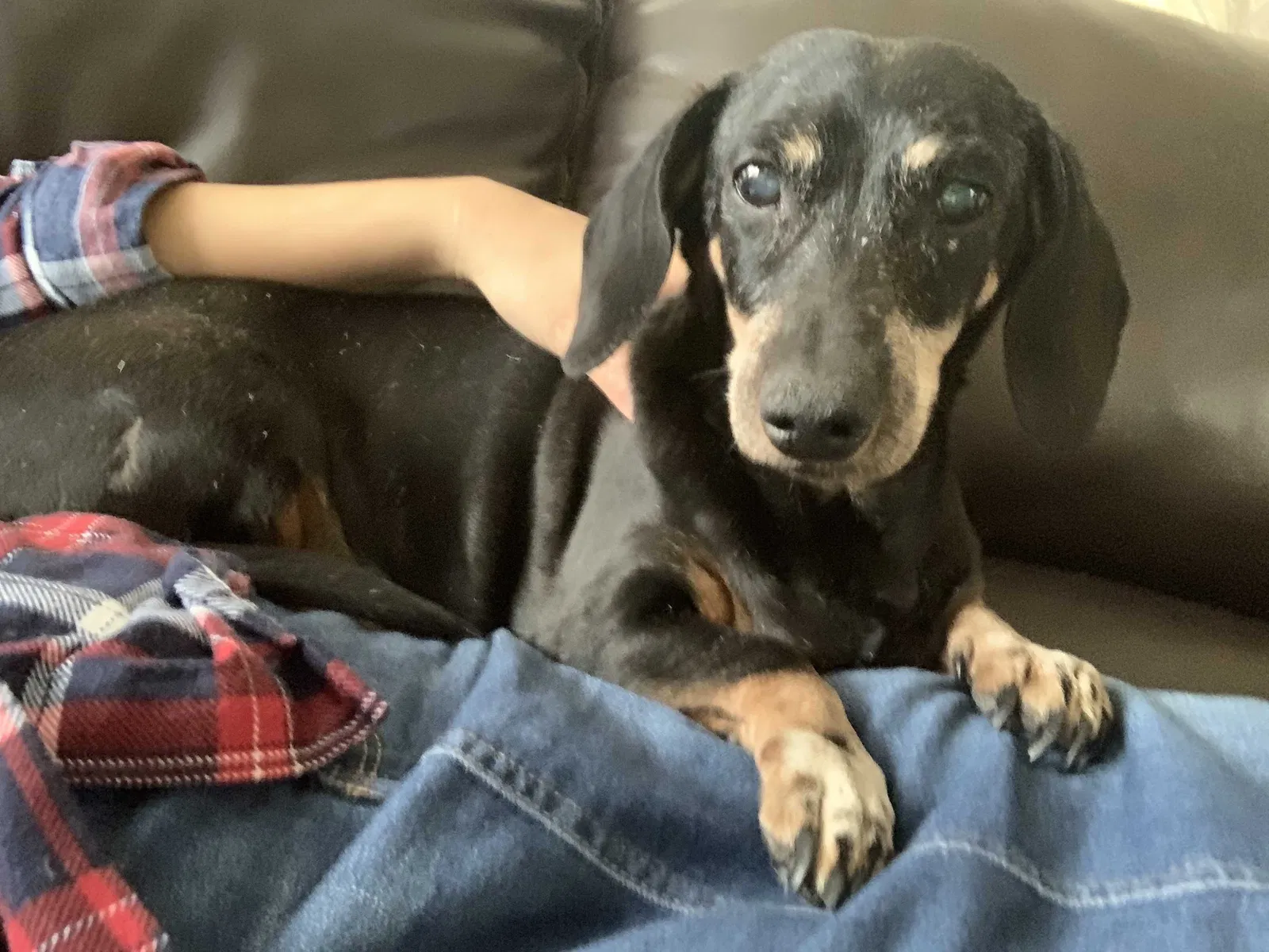 Lost dog in North Las Vegas, NV, 89081