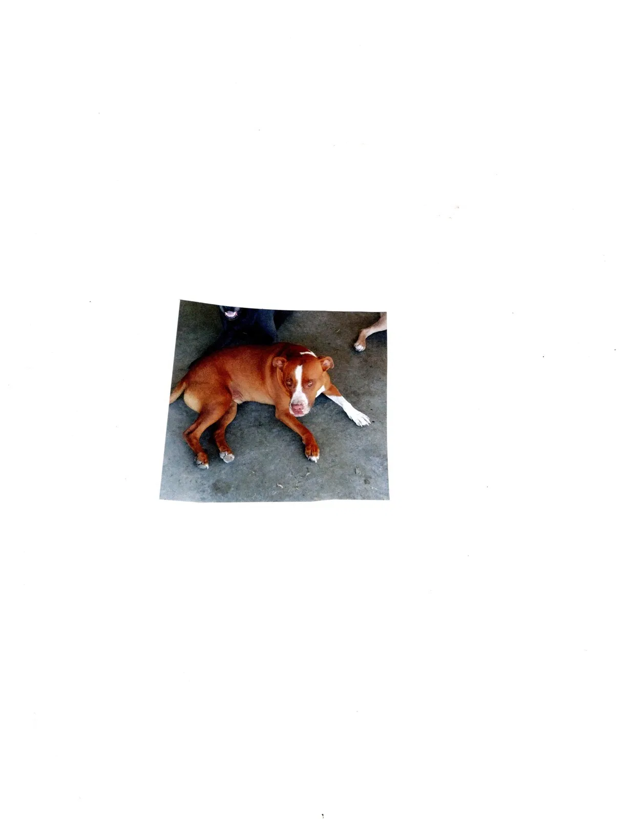 Lost dog in Tracy, CA, 95304