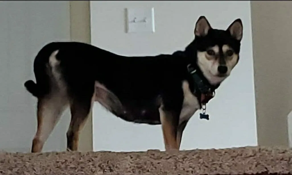 Lost dog in Bernville, PA, 19506