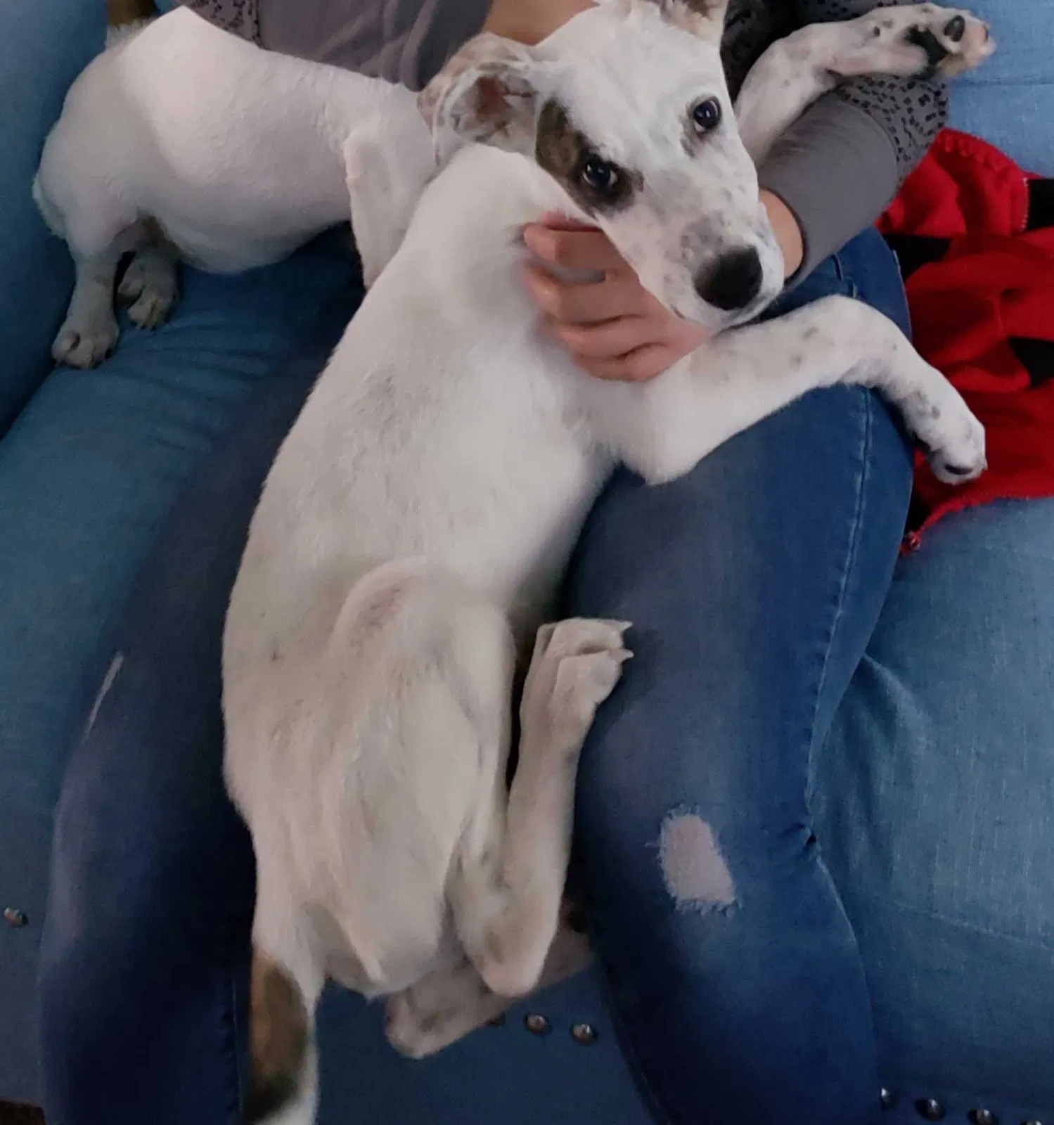 Lost dog in Von Ormy, TX, 78073
