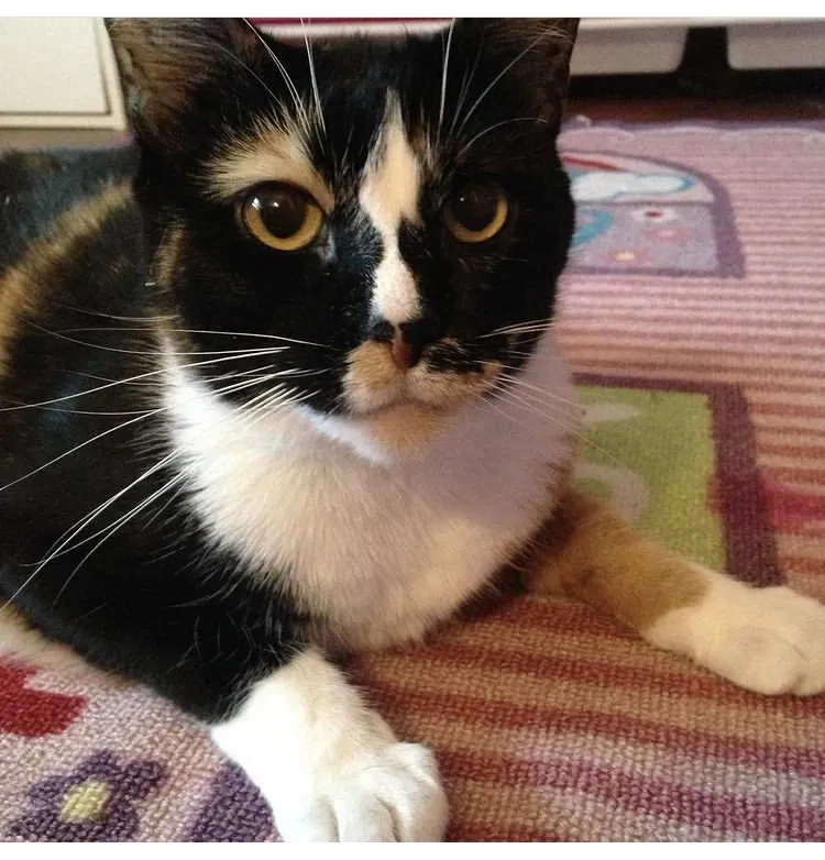 Lost cat in Chesapeake, VA, 23322