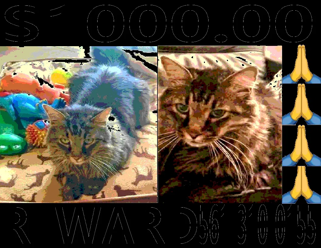 Lost cat in Jupiter, FL, 33469