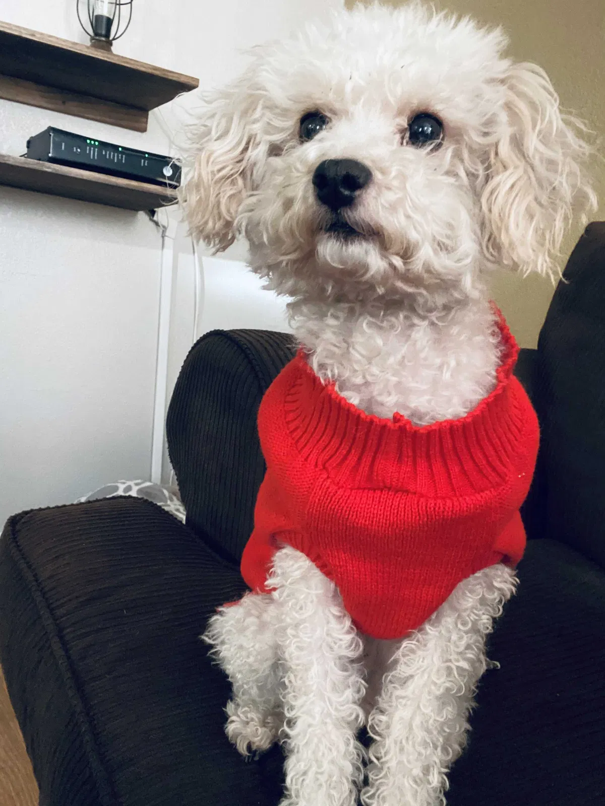 Lost dog in El Paso, TX, 79936