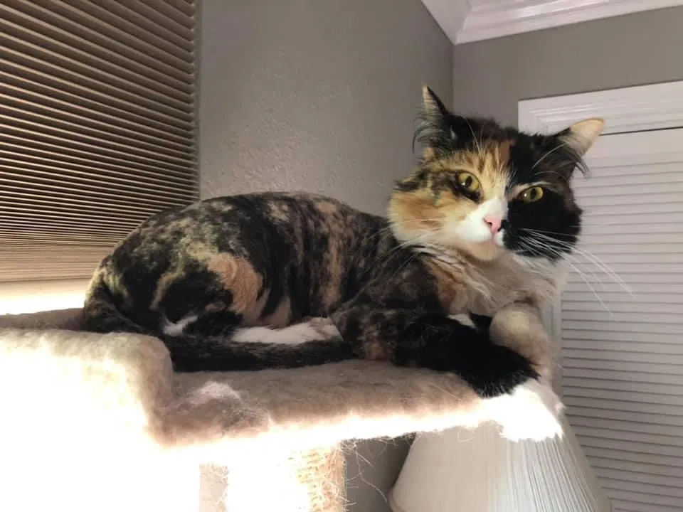 Lost cat in Fair Oaks, CA, 95628