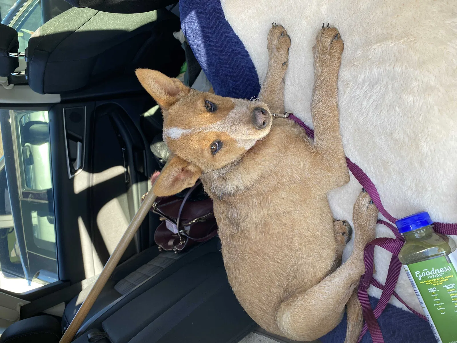 Lost dog in Fountain, CO, 80817
