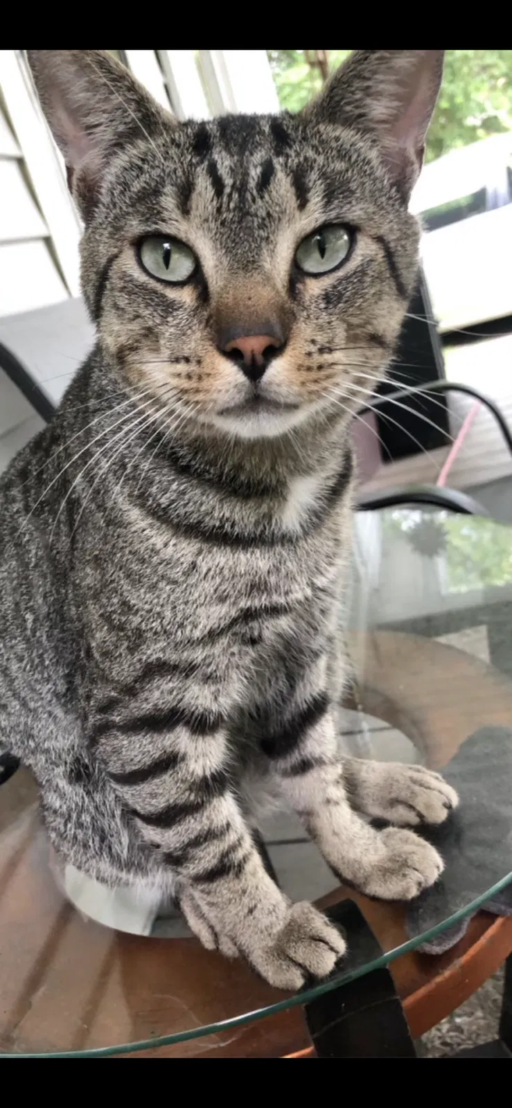 Lost cat in Hickory, NC, 28601
