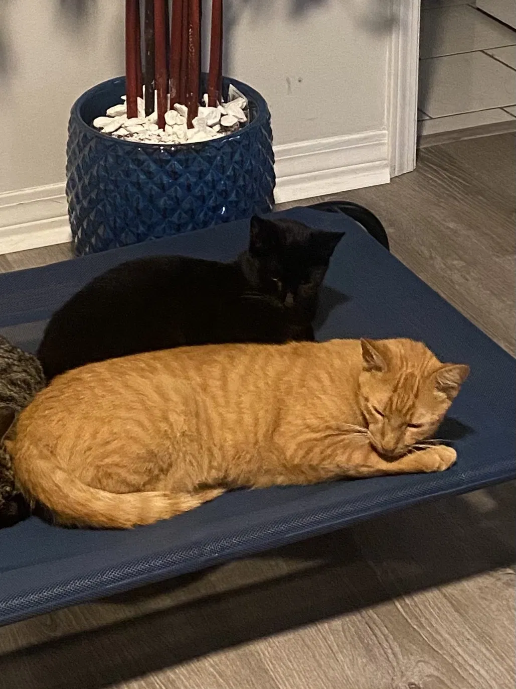 Lost cat in Fort Walton Beach, FL, 32547