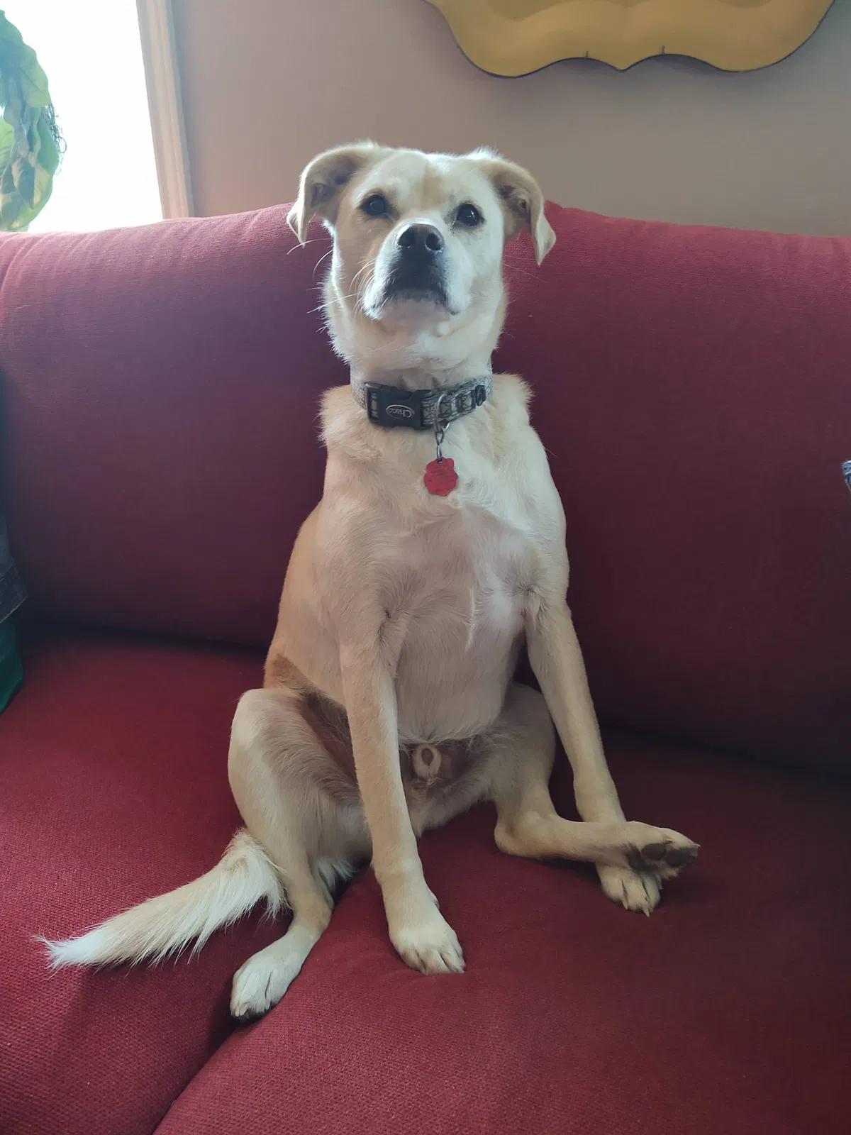 Lost dog in Anderson, TX, 77830