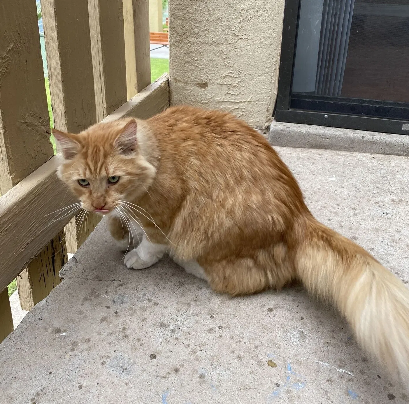 Lost cat in El Paso, TX, 79912