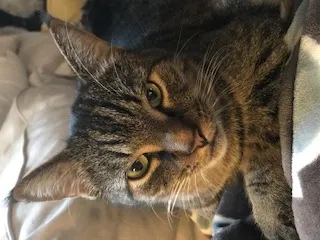Lost cat in Watkinsville, GA, 30677