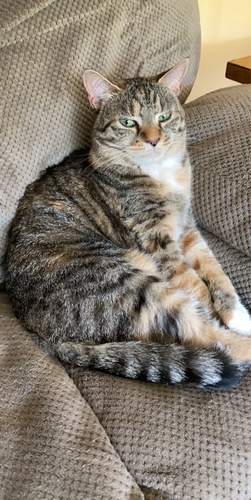 Lost cat in Fairplay, MD, 21733