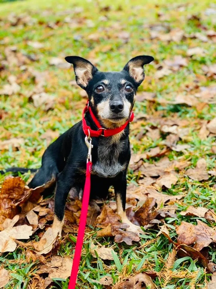 Lost dog in Austin, TX, 78741