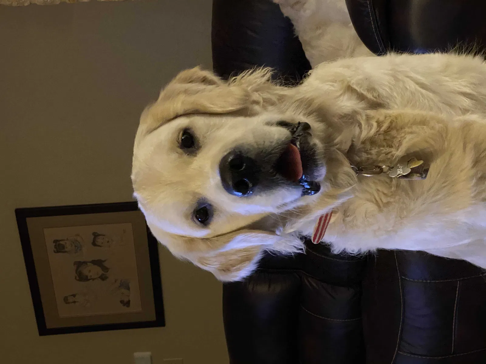 Lost dog in La Vernia, TX, 78121