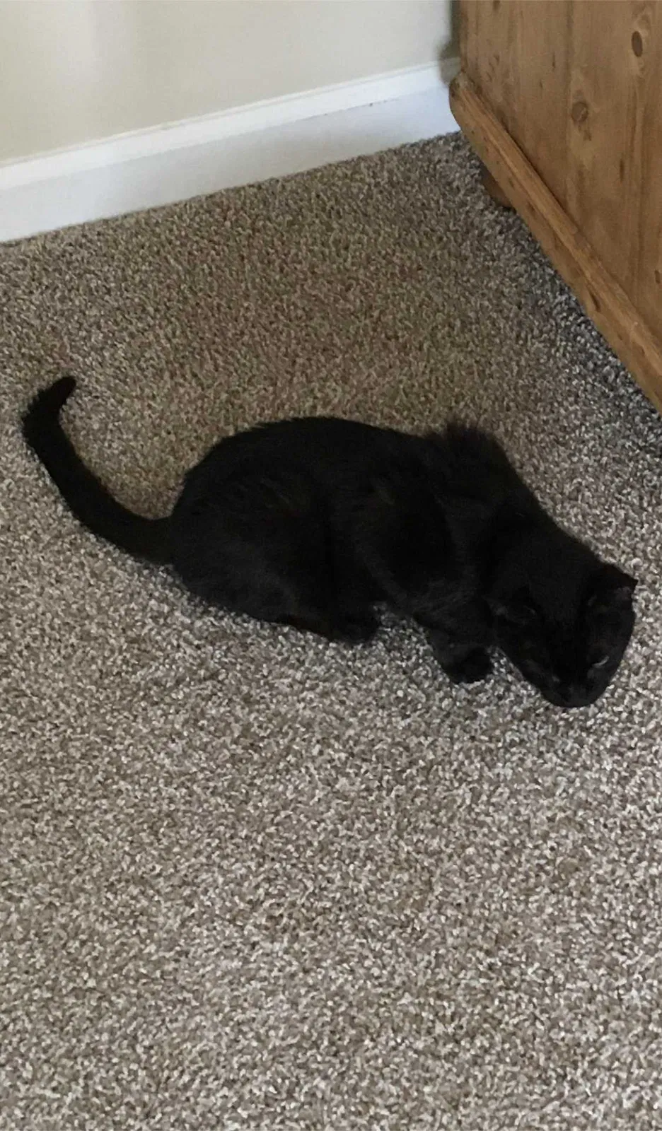 Lost cat in Knoxville, TN, 37923