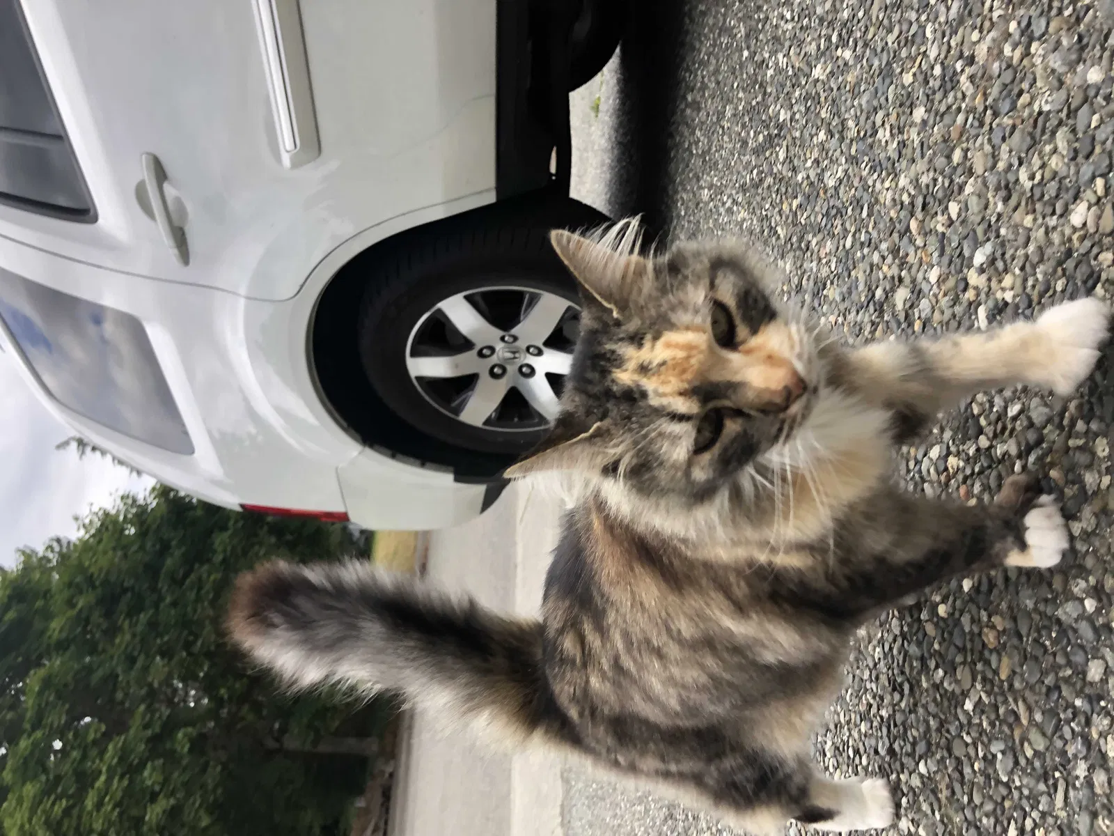 Lost cat in Lynnwood, WA, 98037