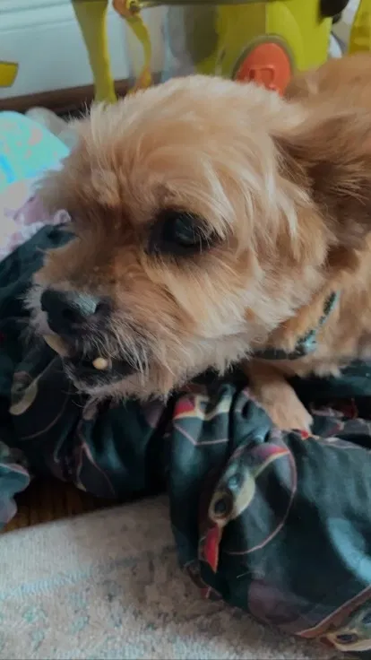 Lost dog in Belews Creek, NC, 27009
