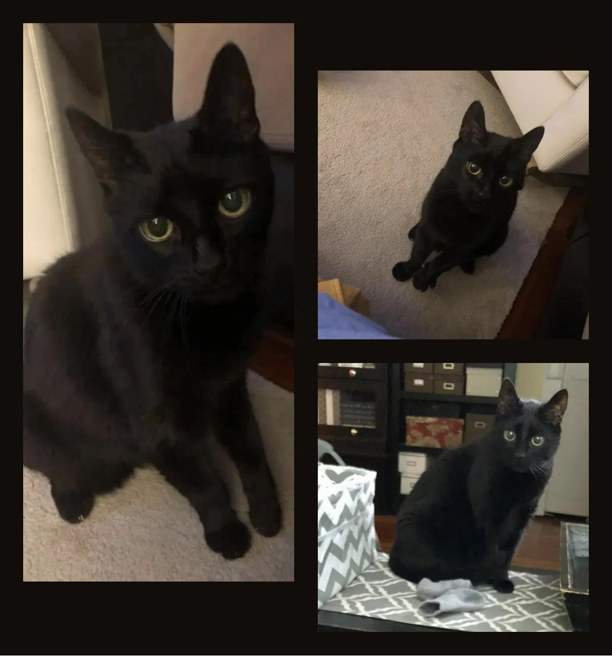 Lost cat in North Reading, MA, 1864