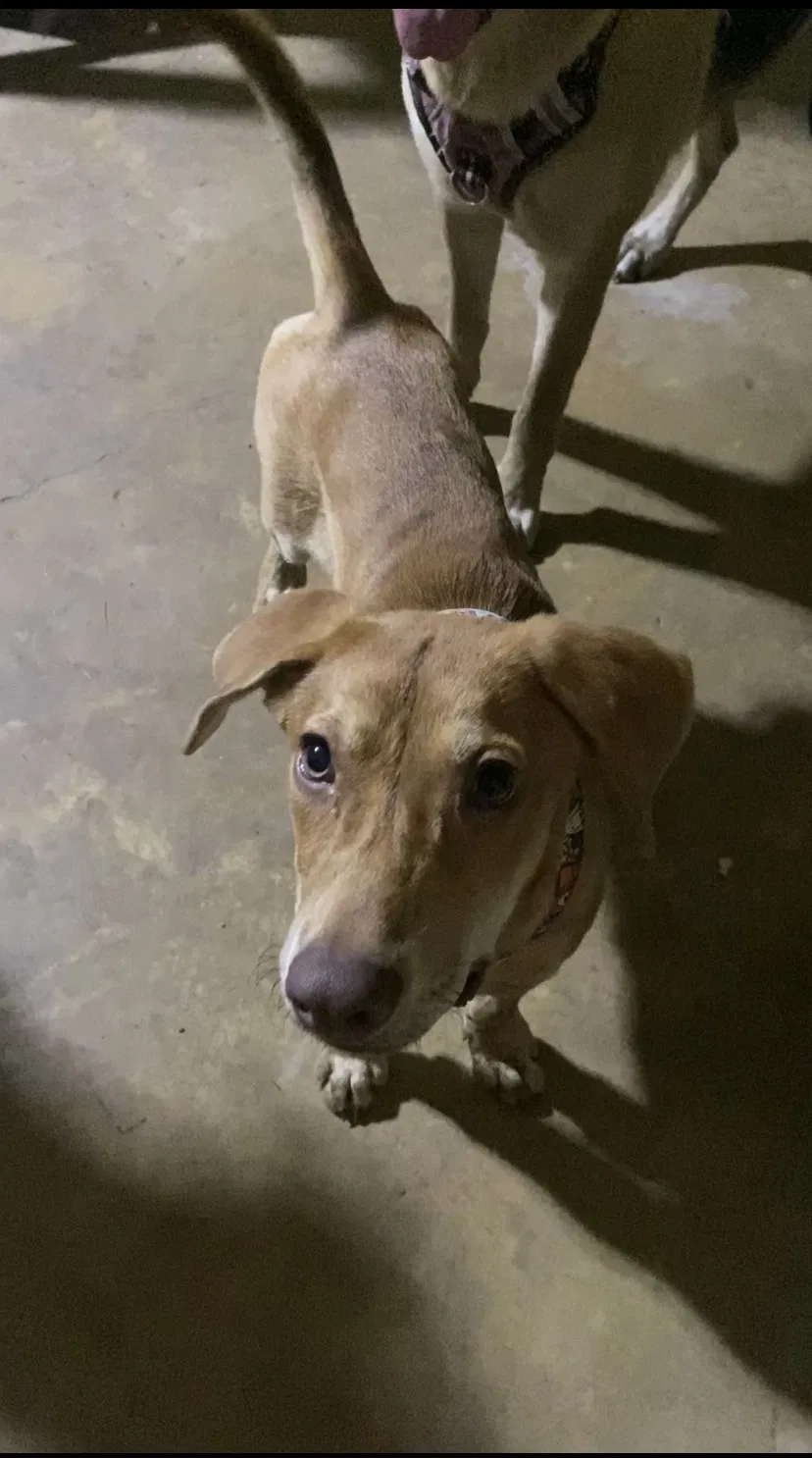 Lost dog in Memphis, TN, 38127